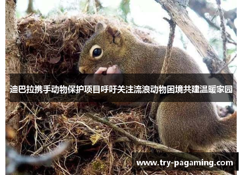 迪巴拉携手动物保护项目呼吁关注流浪动物困境共建温暖家园